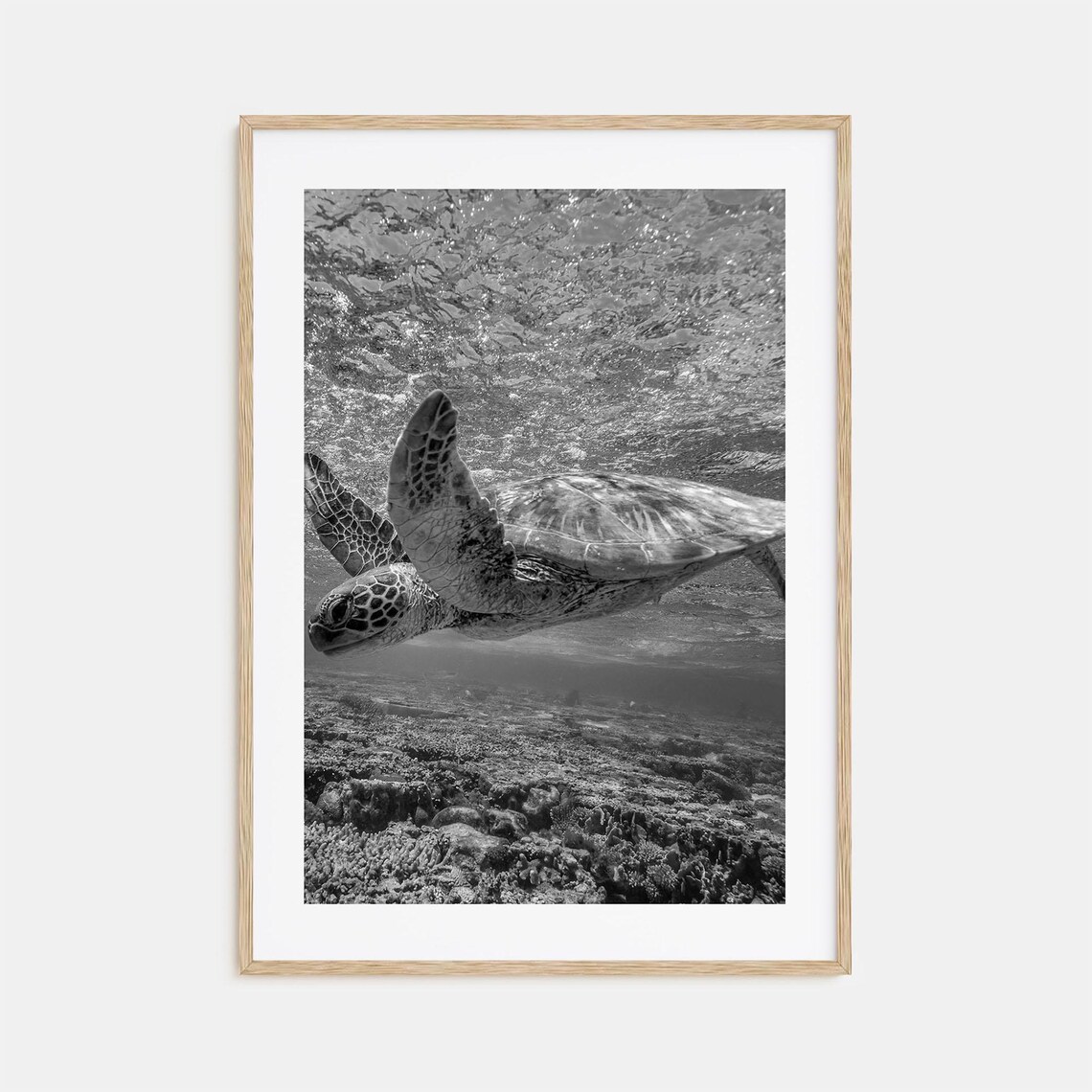Sea Turtle Swimming Over Coral Reef Underwater Marine Photo Poster