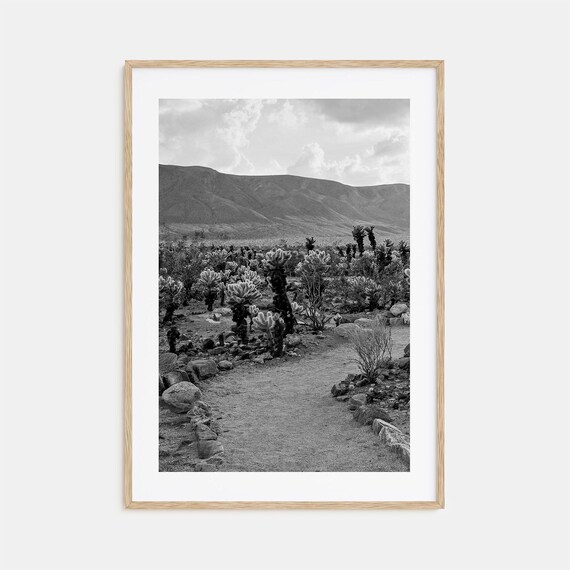 Joshua Tree National Park Cholla Cactus Black and White Poster