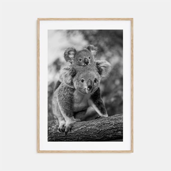Koala Photo Poster Print No 2 Koala Black And White Wall Art Koala Wall Photography Koala Travel Koala Map Poster