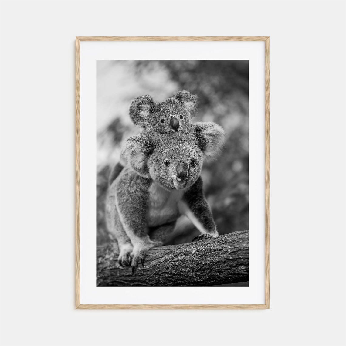 Koala Photo Poster Print No 2 Koala Black And White Wall Art Koala Wall Photography Koala Travel Koala Map Poster