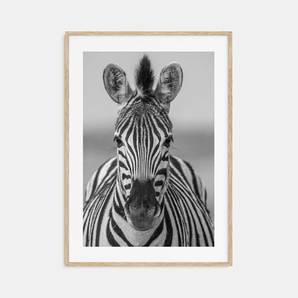 Zebra Face On Direct Gaze Portrait Black and White Photo Poster