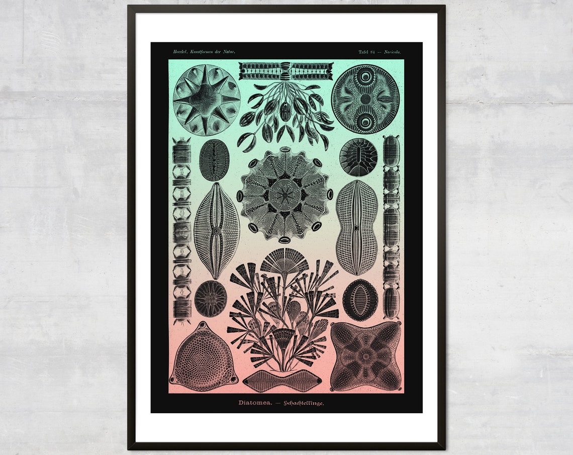 Ernst Haeckel Diatoms Vintage Scientific Illustration Plate 84 Poster