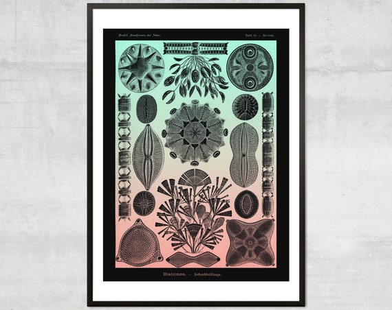 Vintage Corals Art Print Antique Ocean Diagram Wall Victorian Illustration