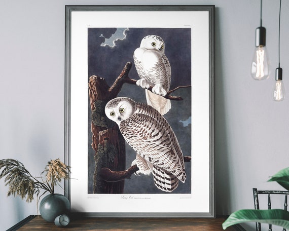 Snowy Owl Art Print Audubon Vintage Bird Poster Birds Of America Decor Antique Wildlife Illustration