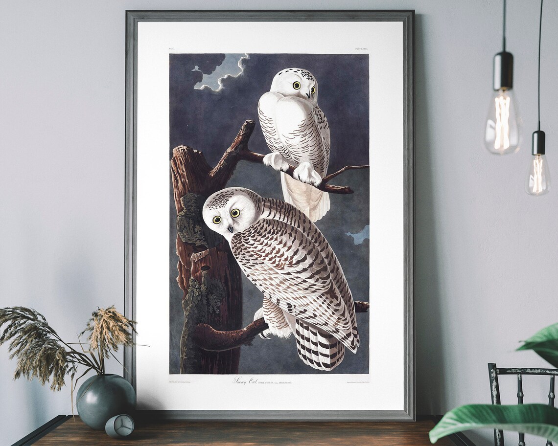 Audubon Snowy Owl Vintage Birds Of America Illustration Art Poster
