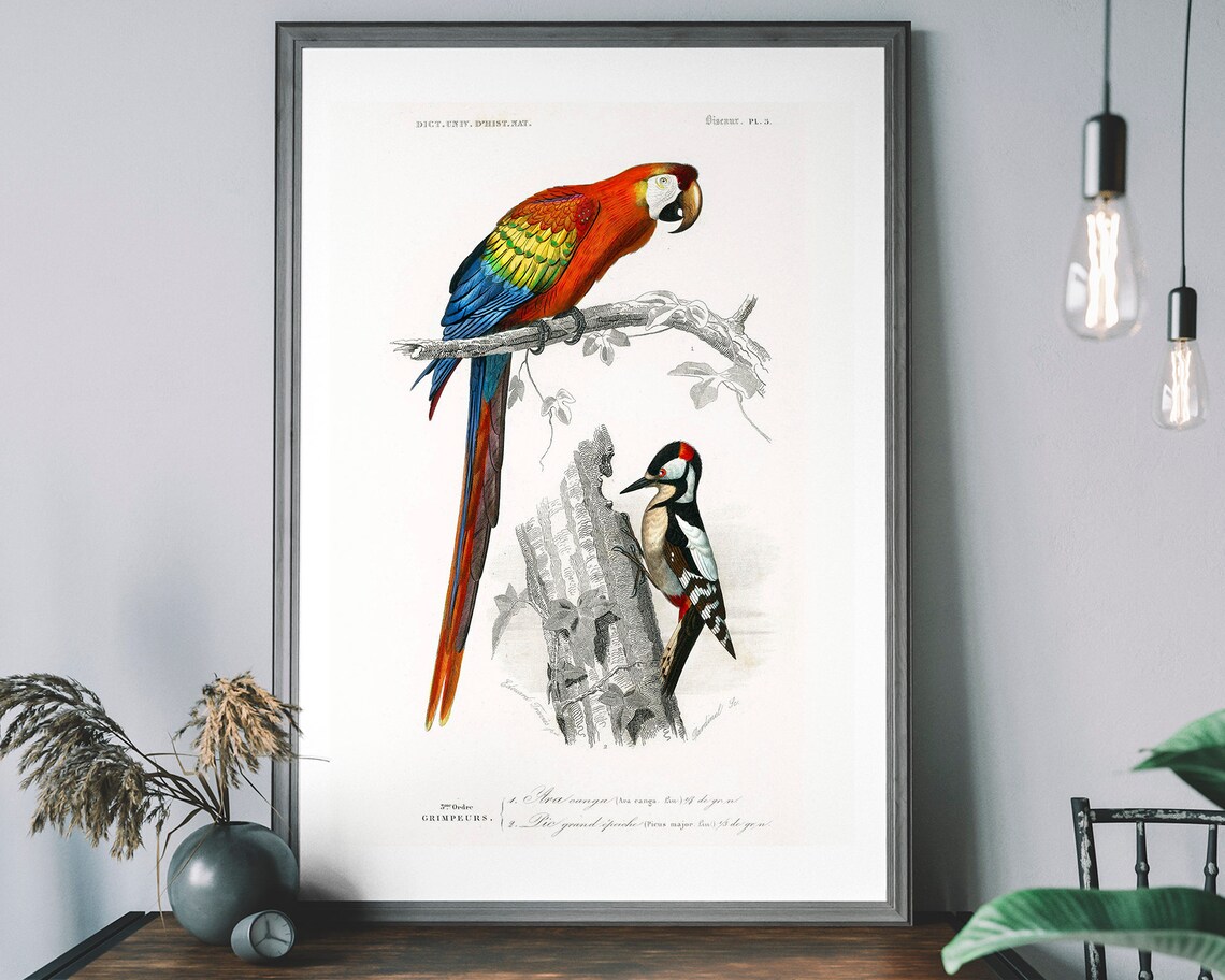 Macaw Woodpecker Audubon Vintage Bird Art Print