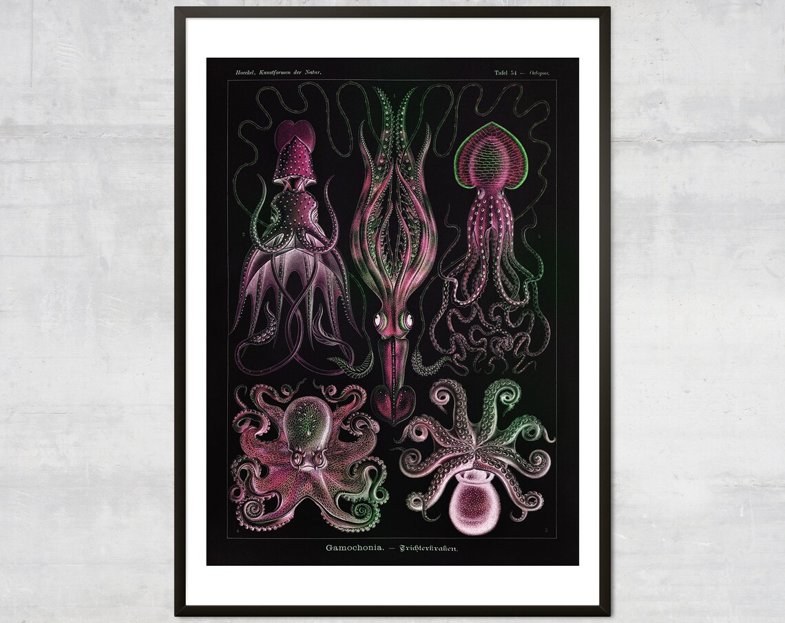 Vintage Squid Octopus Art Print, Antique Ocean Diagram
