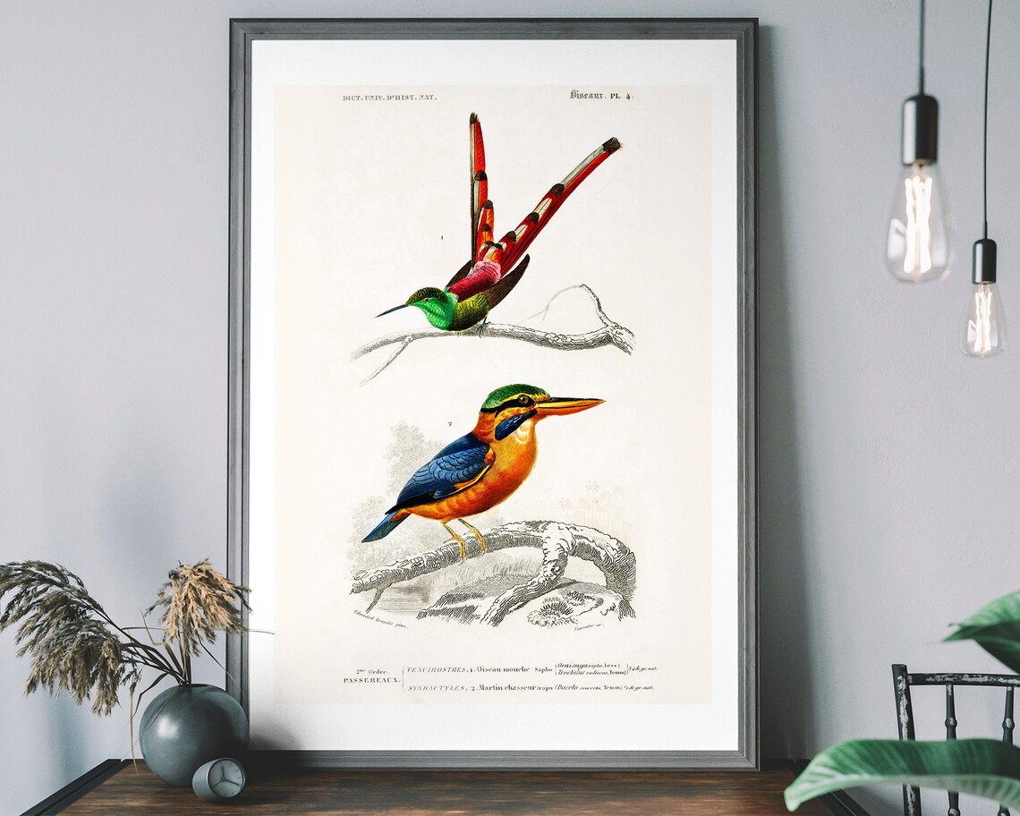 Kingfisher Vintage Art Print, Birds of America