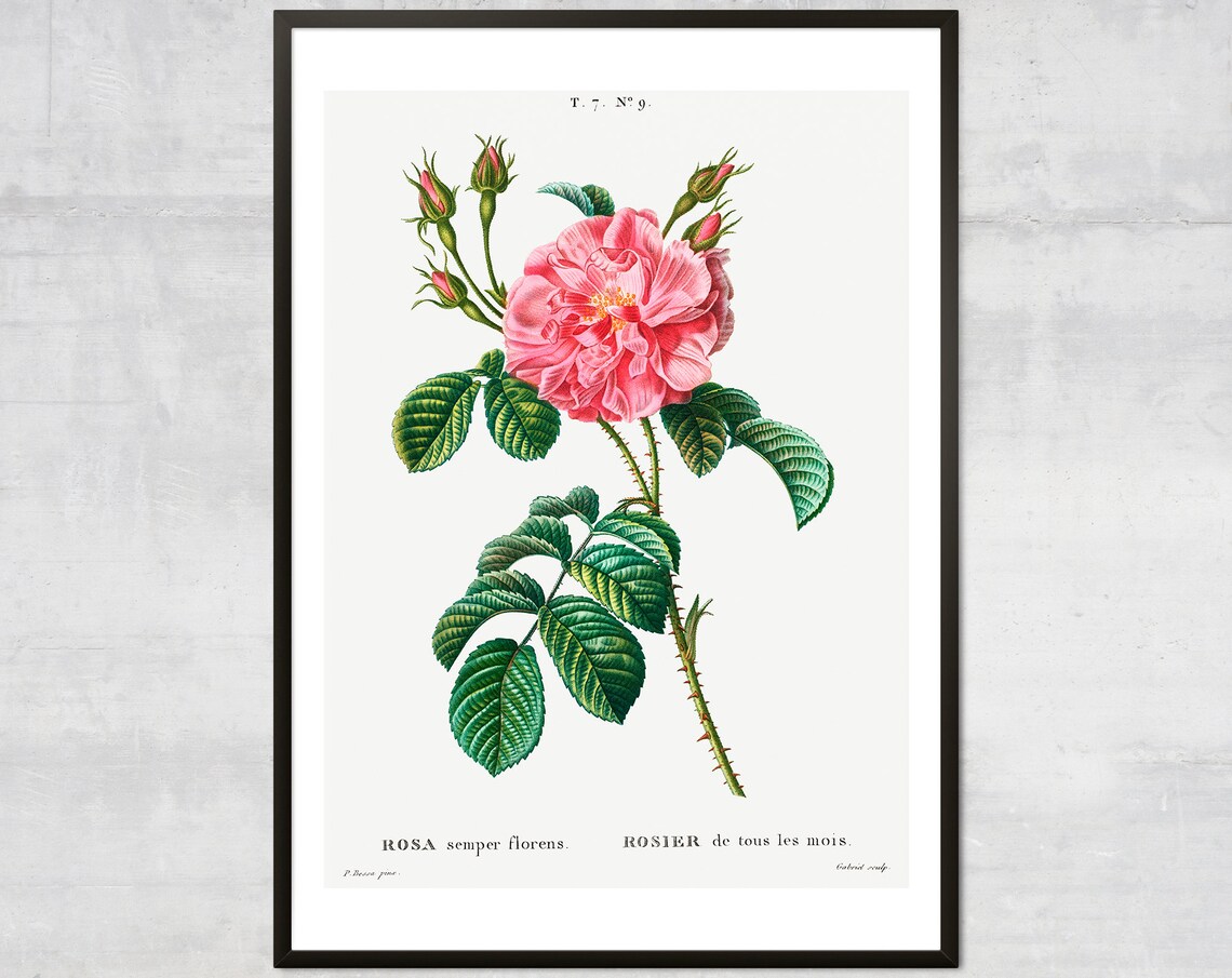 Vintage Rose Print Botanical Diagram Lithograph Art Antique Plant Minimal Wall Decor