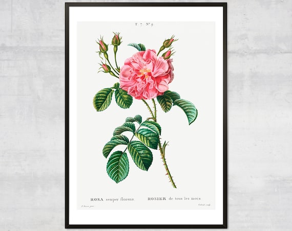 Vintage Rose Print Botanical Diagram Lithograph Art Antique Plant Minimal Wall Decor