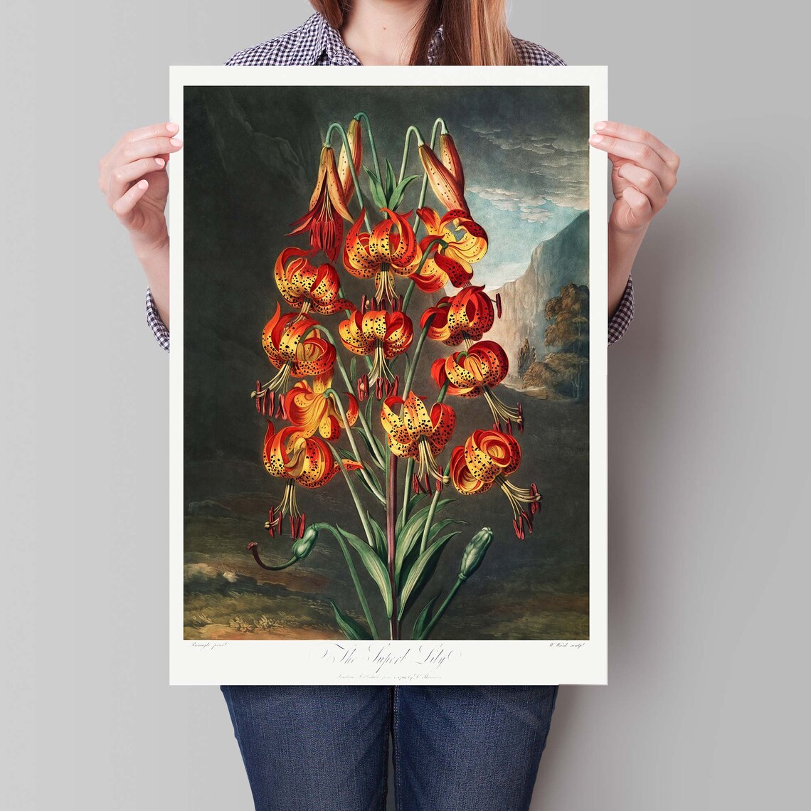 The Superb Lily Thornton Botanical Vintage Flower Art Poster - Image 4