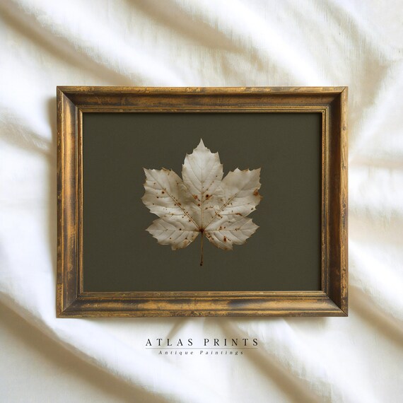 Pressed Maple Leaf Dark Olive Background Antique Botanical Poster