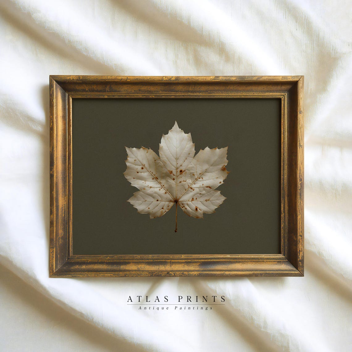 Pressed Maple Leaf Dark Olive Background Antique Botanical Poster