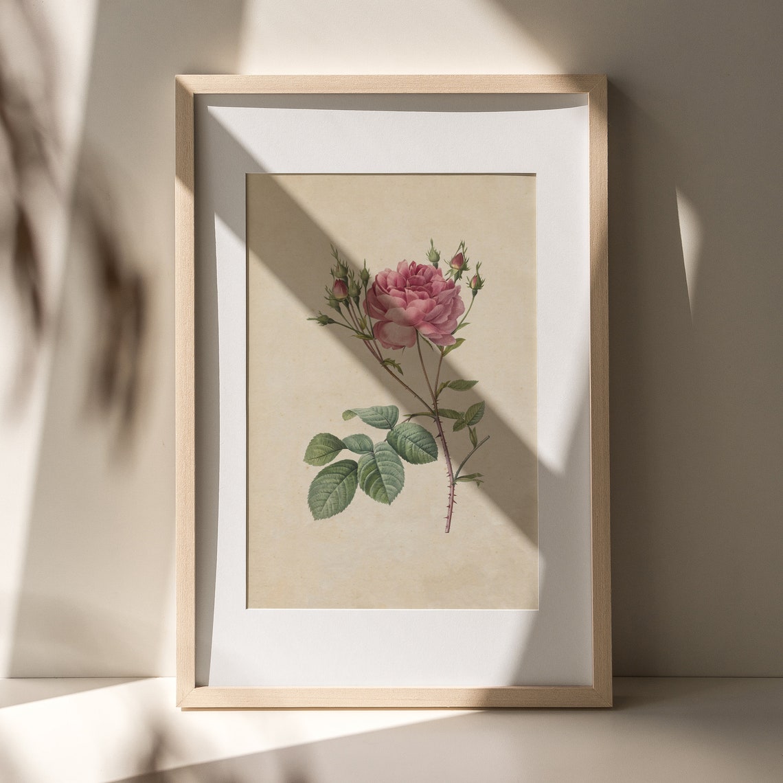 Vintage Pink Rose Botanical Illustration Single Bloom Wall Poster - Image 2