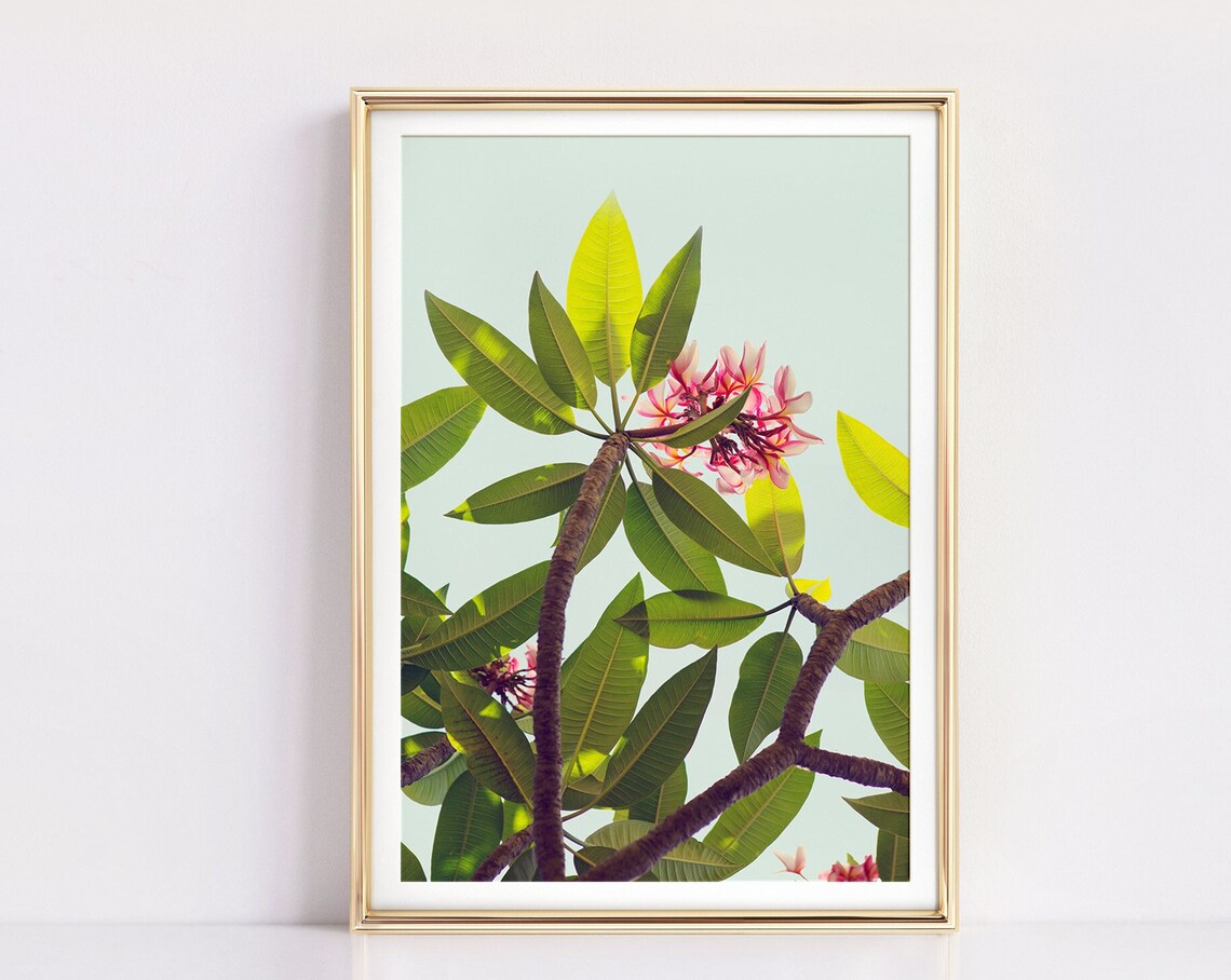 Plumeria Flowering Plant Photograph, Hawaii Art Print