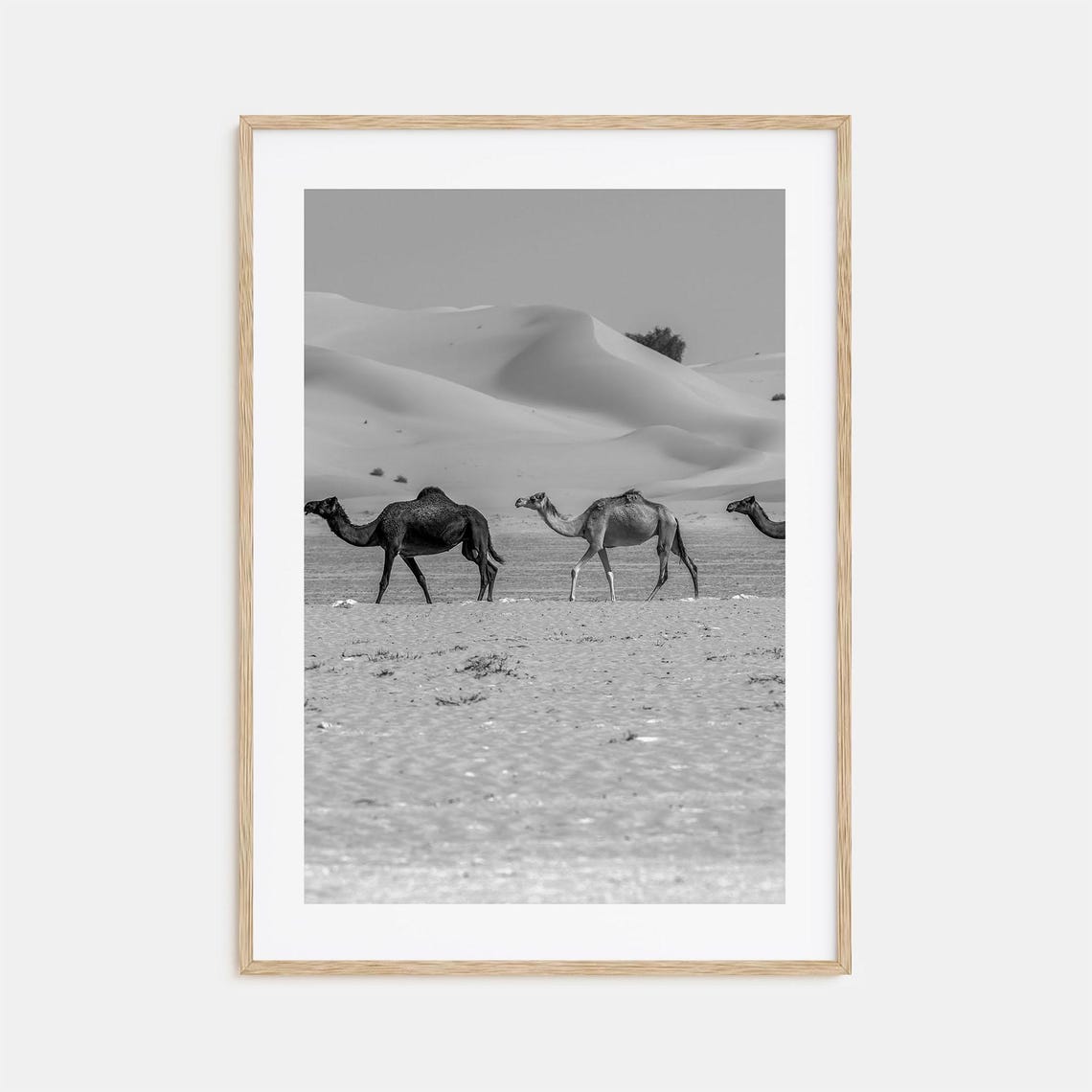 Camel Caravan Walking Across Vast Desert Black And White Poster
