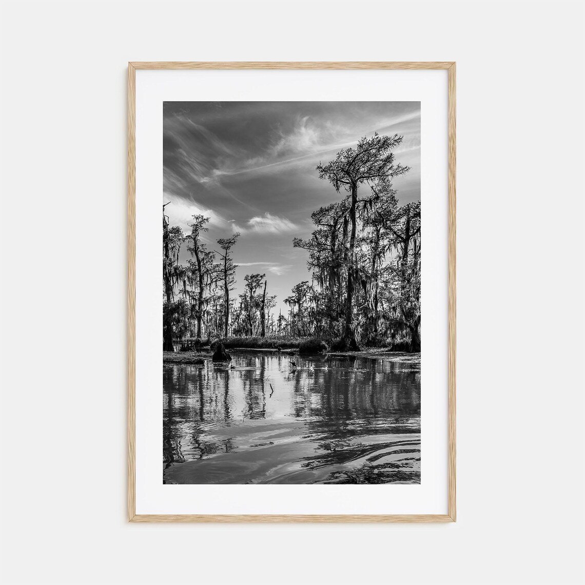 Louisiana Bayou Cypress Swamp Moss Black And White Photo Travel Poster