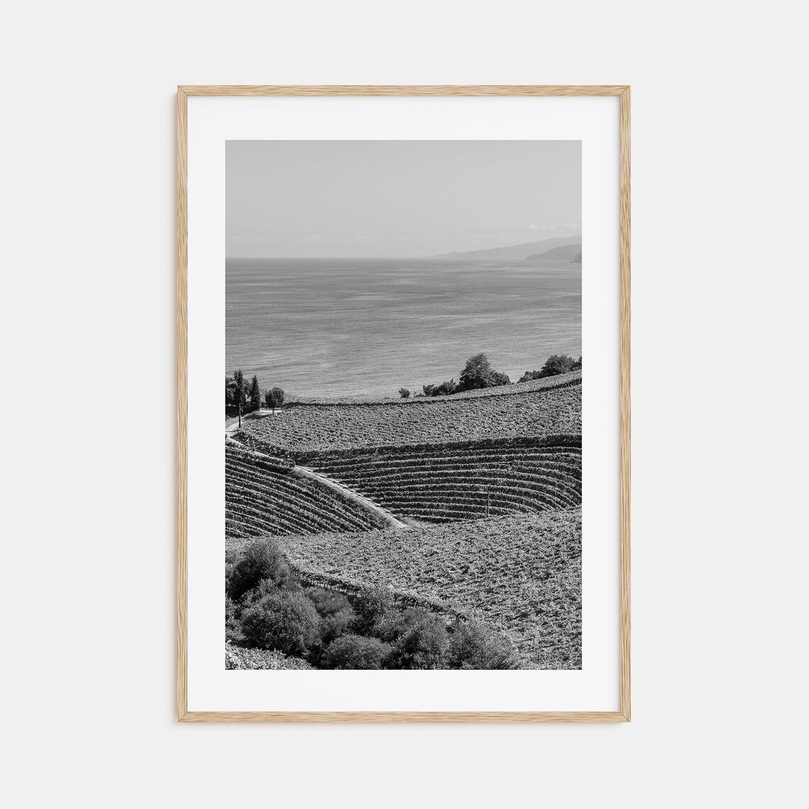 Basque Country Vineyard Terraces Sea Black and White Photo Poster