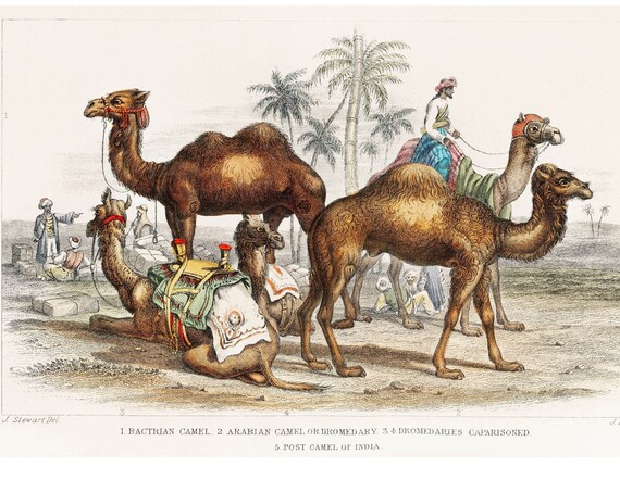 Camel 1820 Rare Antique Hand-Coloured Lithograph