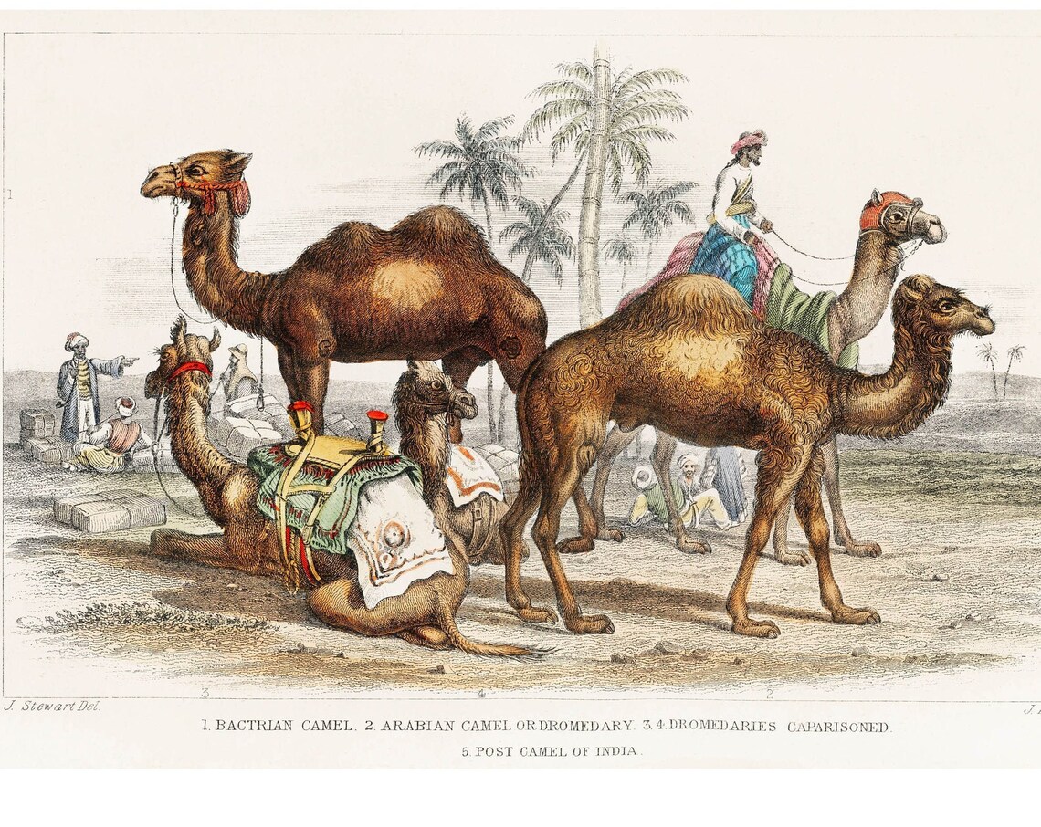 Camel 1820 Rare Antique Hand-Coloured Lithograph