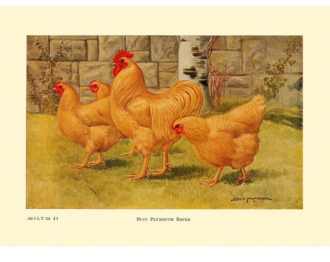 Buff Plymouth Rock Vintage Lithograph