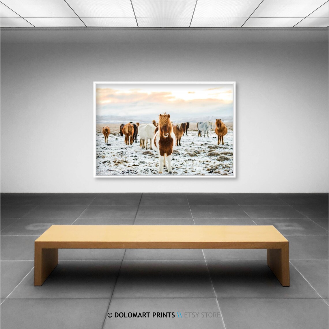 Icelandic Horses In Snowy Field At Sunrise Rustic Horse Herd Poster - Image 2