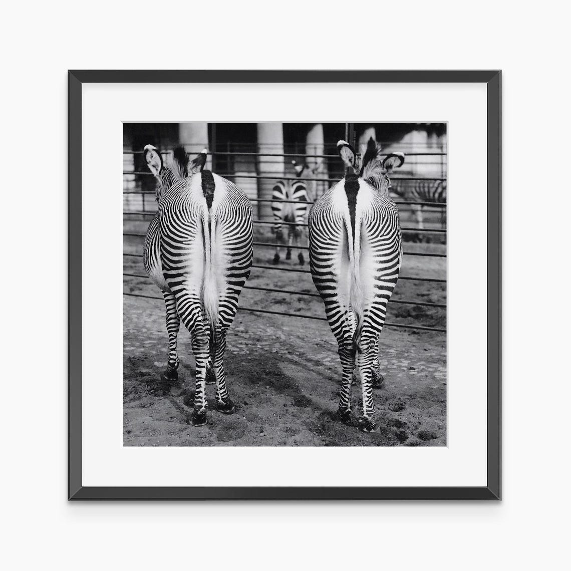 Two Zebras Striped Rear View Funny Black and White Zoo Photo Poster