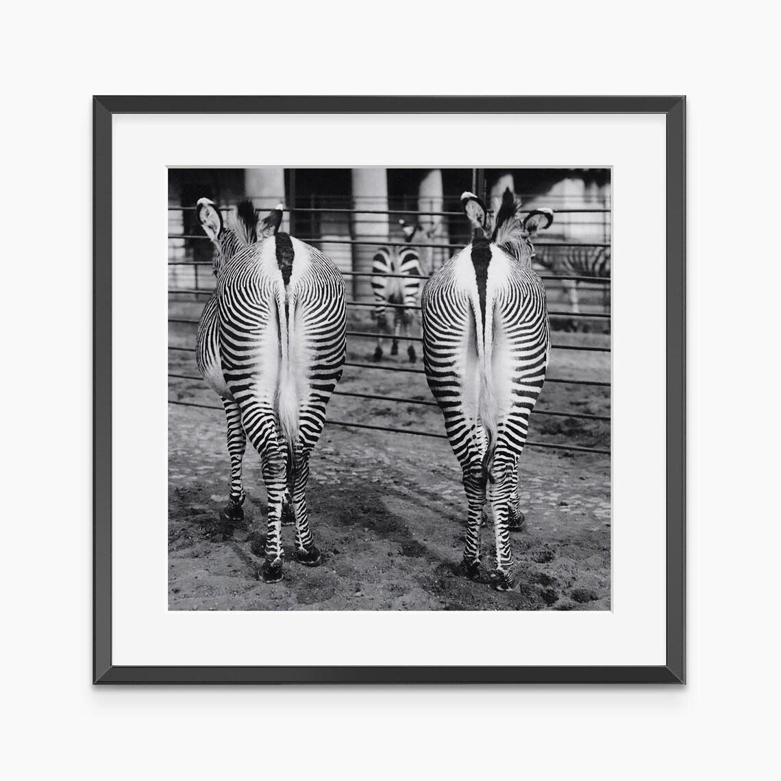 Zebra Poster Photography Prints Black And White Wall Art Animal Giclee Museum Quality