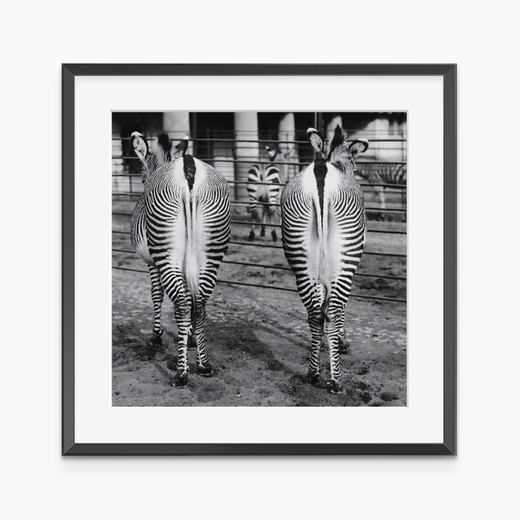 Zebra Poster Photography Prints Black And White Wall Art Animal Giclee Museum Quality