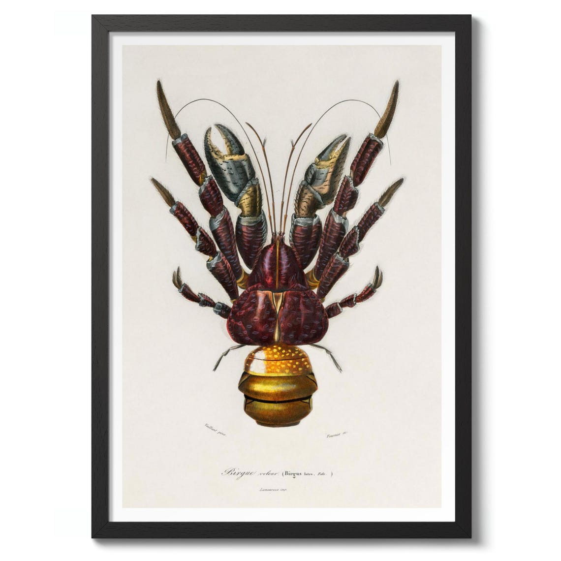 Coconut Crab By Charles Dorbigny Vintage Illustration Print Zoology Poster Nature Wall Art Decor Gift