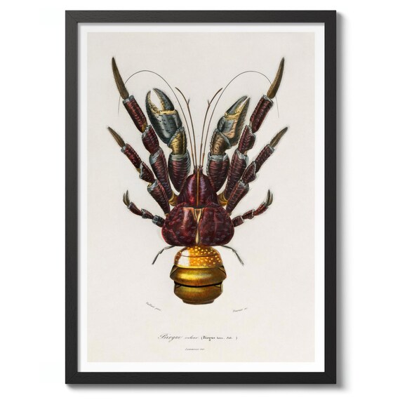 Coconut Crab By Charles Dorbigny Vintage Illustration Print Zoology Poster Nature Wall Art Decor Gift