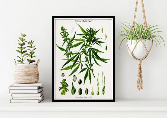 Vintage Cannabis Botanical Illustration Art Print