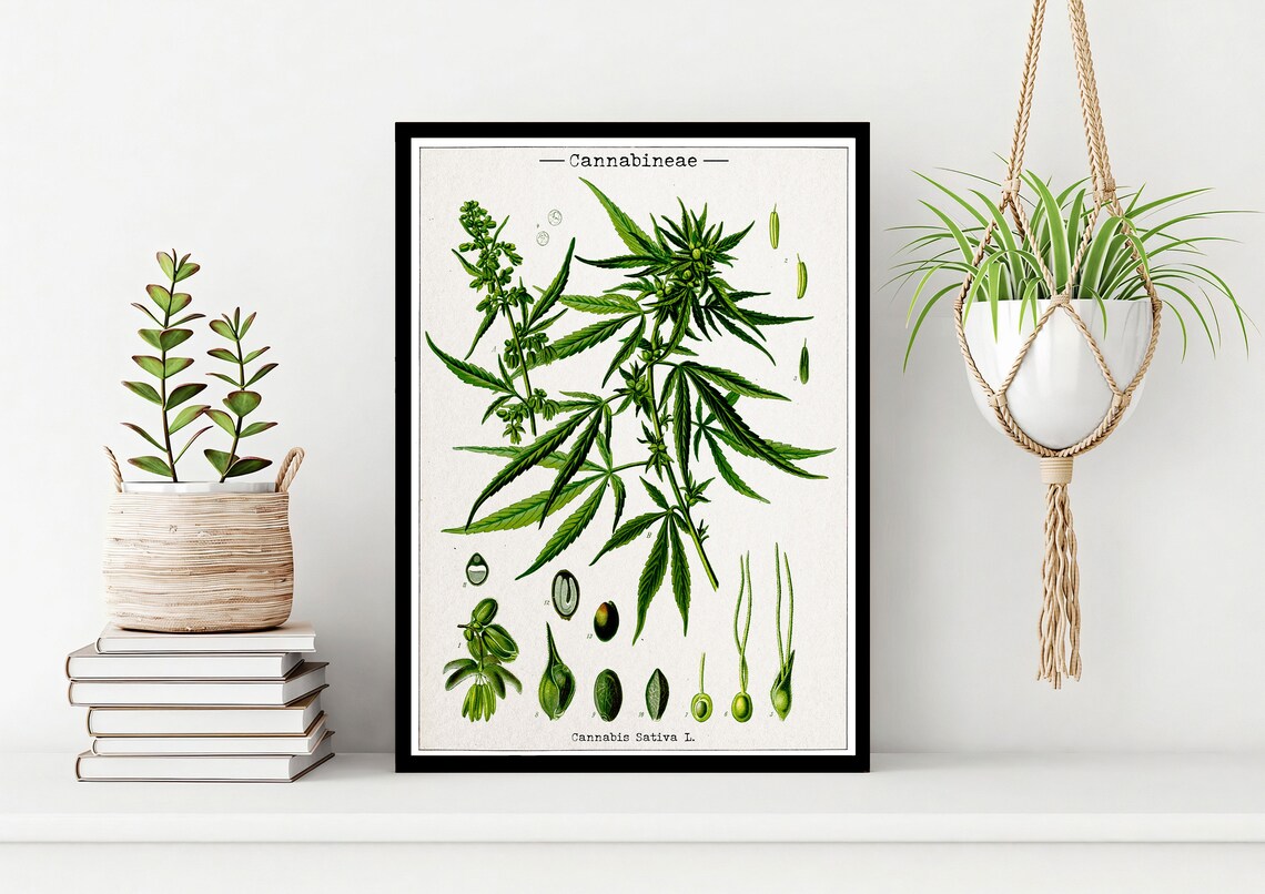 Vintage Cannabis Botanical Illustration Art Print