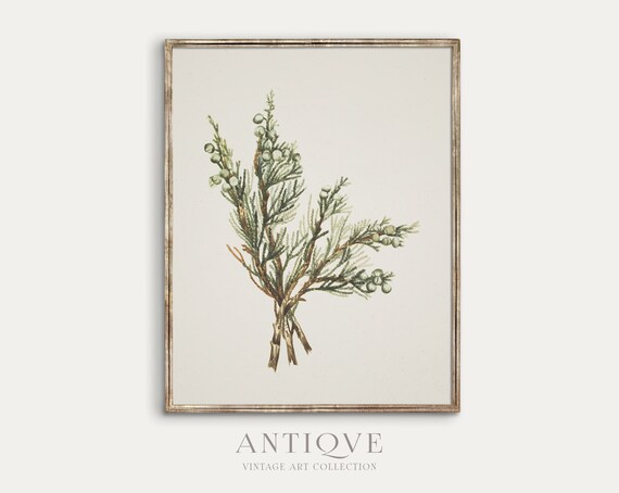 Vintage Botanical Sketch, Winter Branch Rustic Decor