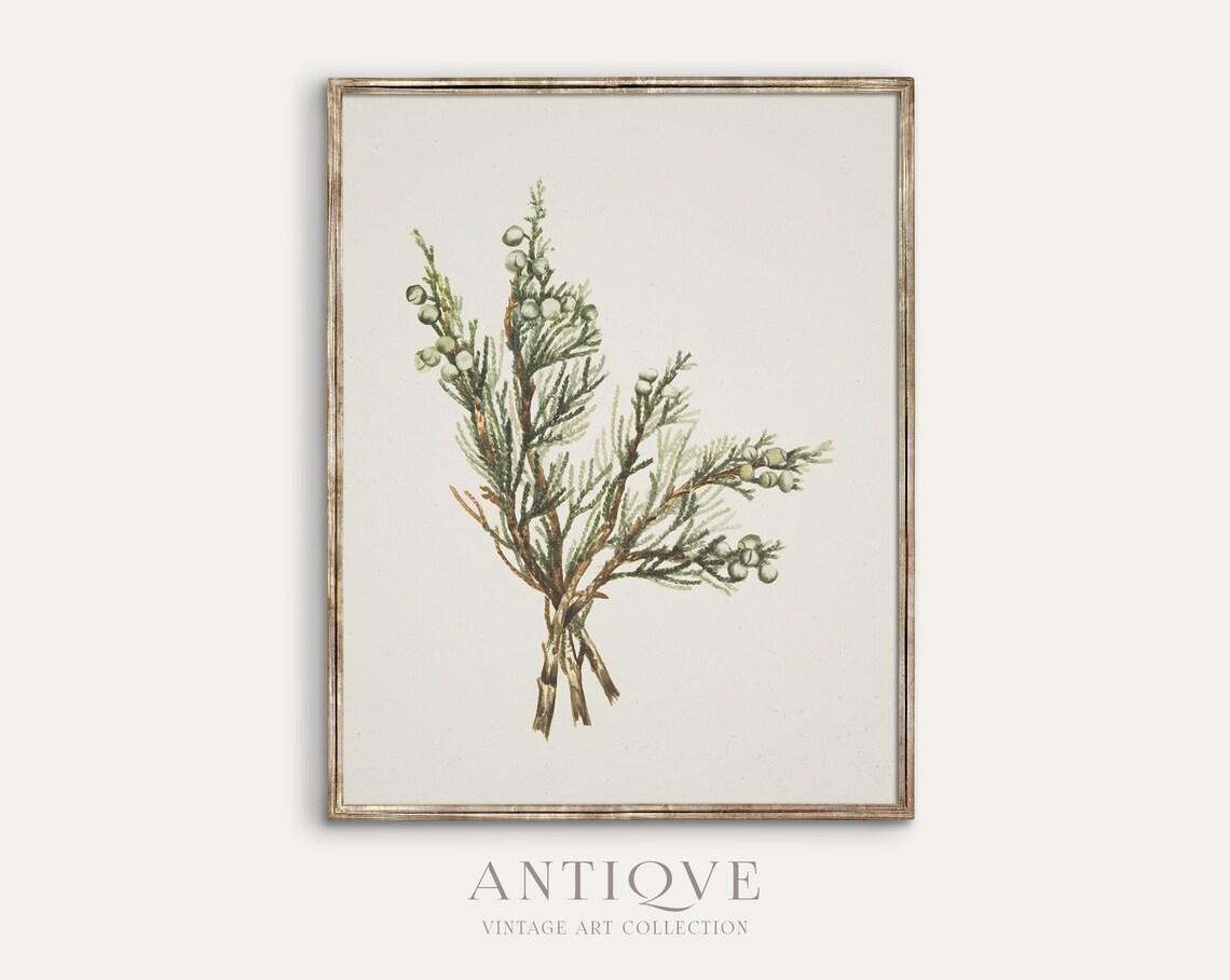 Vintage Botanical Sketch, Winter Branch Rustic Decor