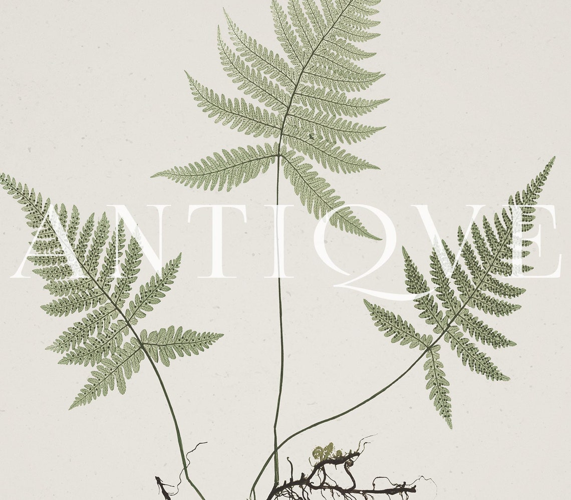 Fern Botanical Study With Roots Antique Natural History Poster - Image 2