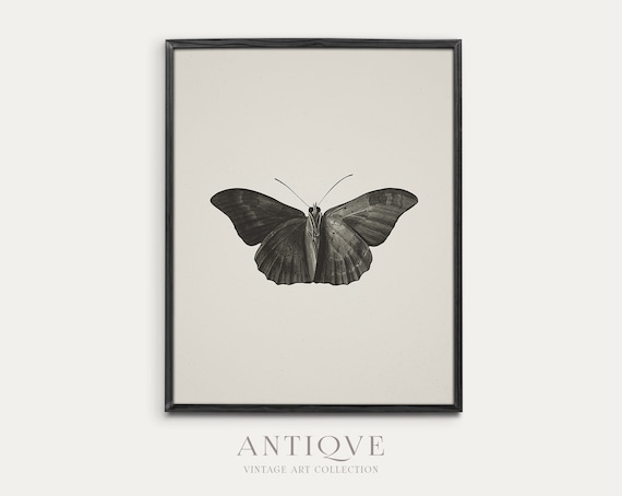 Moth Sketch Painting, Dark Academia Art Print