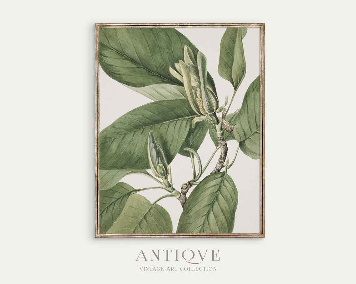 Magnolia Bud And Broad Leaves Antique Botanical Painting Poster