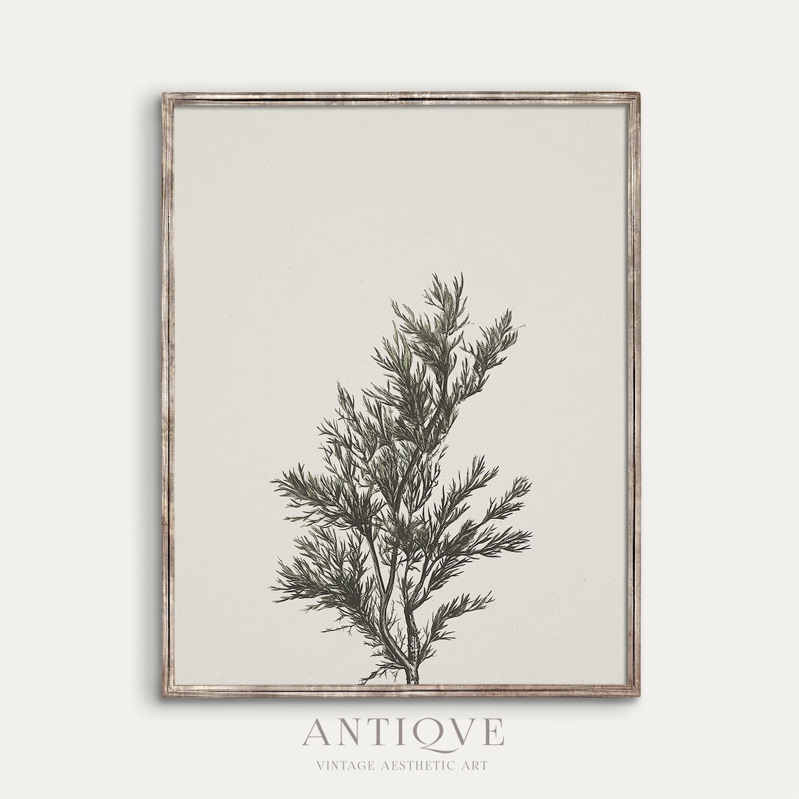 Neutral Juniper Branch Botanical Sketch Minimalist Nature Art Poster