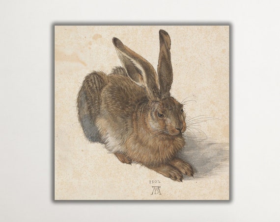Albrecht Drer Hare Canvas Print Realistic Rabbit Drawing