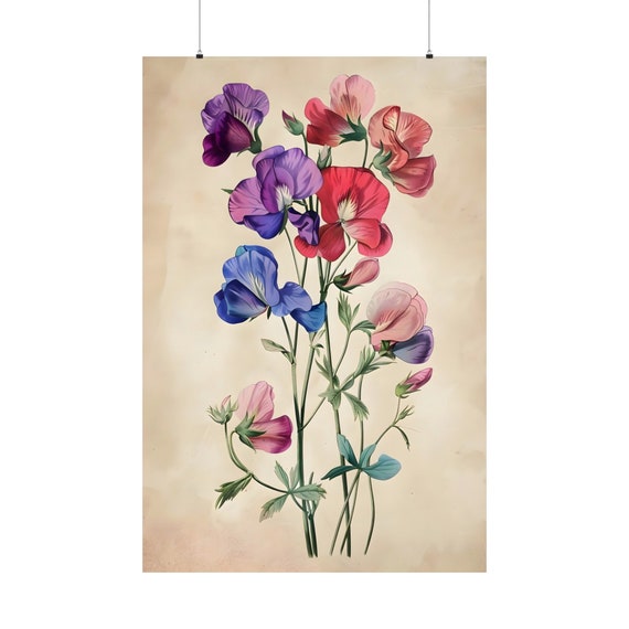 Sweet Pea Botanical Poster 10 Retro Plant Artwork Spring Flower Art Coquette Room Decor Romantic Print Garden Bouquet Of Flowers
