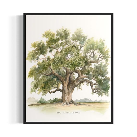 Southern Live Oak Tree Art Print, Nature Wall Decor