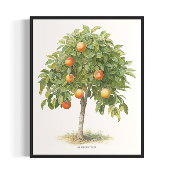 Grapefruit Tree Art Print Grapefruit Tree Wall Art Poster
