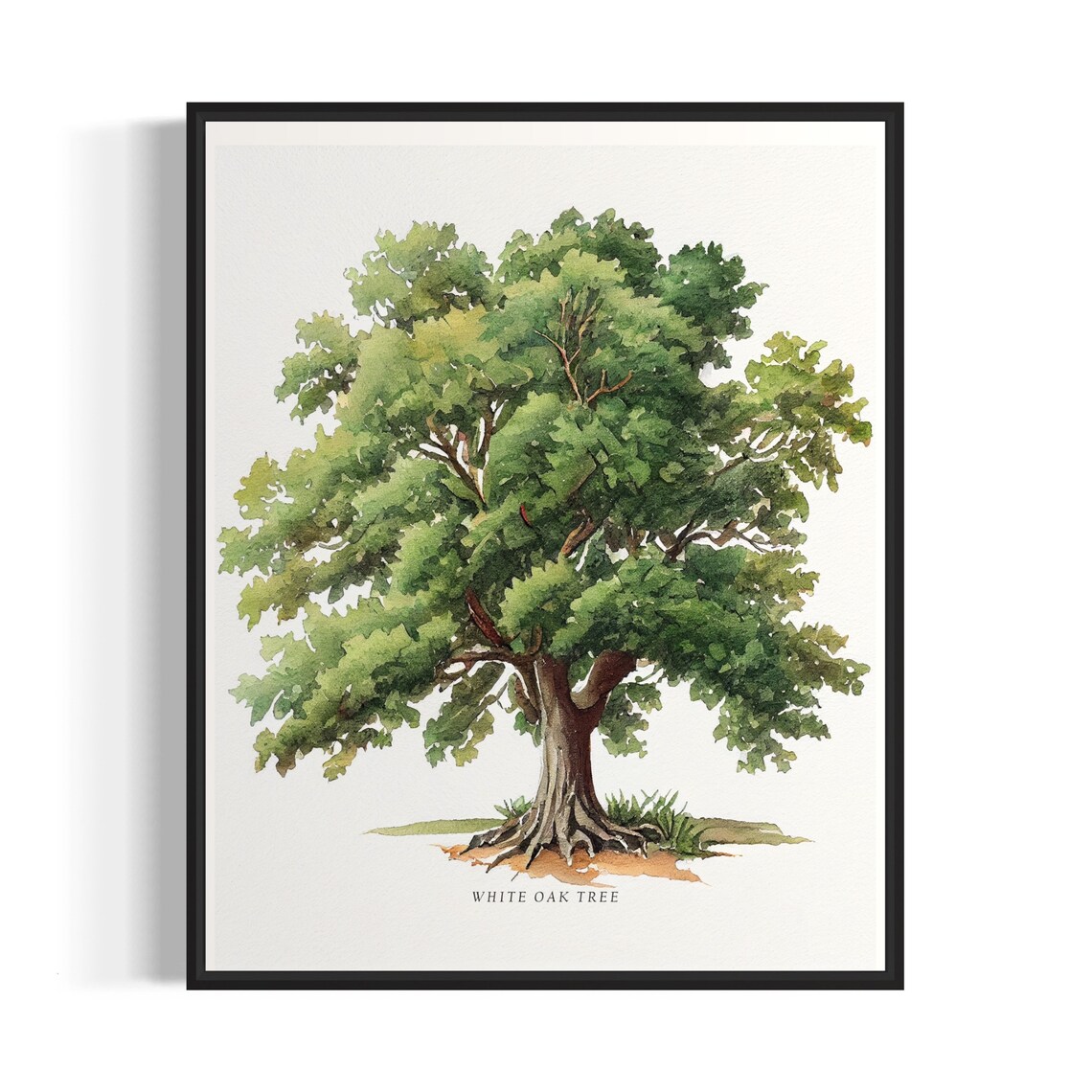 White Oak Tree Art Print, Nature Wall Decor