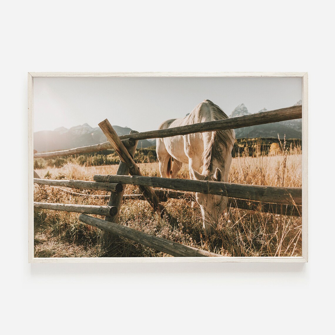 White Horse Grazing At Sunrise Wyoming Ranch Photography Poster