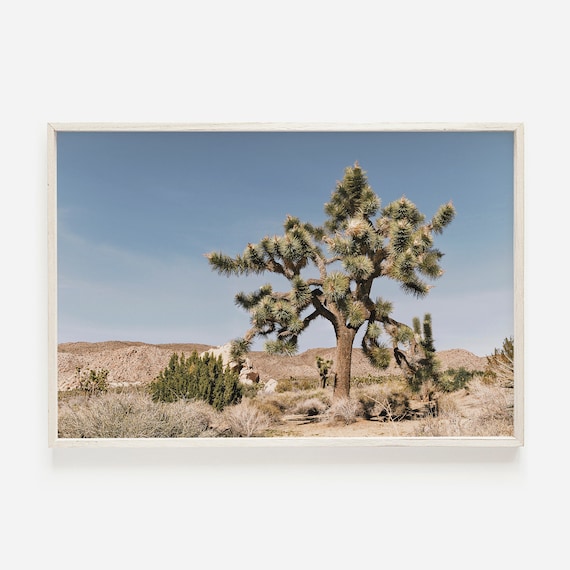 Joshua Tree Blue Sky Desert Rocks Southwest Landscape Photo Poster
