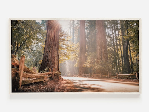 Redwood Forest Decor, Scenic Trees Art Print