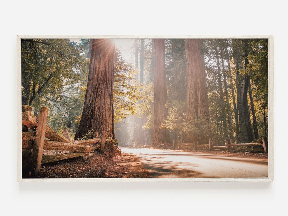 Redwood Forest Decor, Scenic Trees Art Print