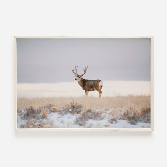 Mule Deer On The Horizon Snowy Winter In Field Art Colorado Wildlife Print Photography