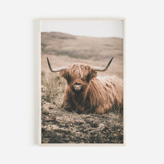 Shaggy Highland Cow Farmhouse Art Print